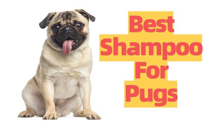 The 9 Best Shampoo For Pugs - Top Choices & Guide (2020) | MrsDoggie