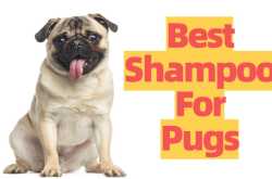 The 9 Best Shampoo for Pugs - Top Choices & Guide (2020) | MrsDoggie