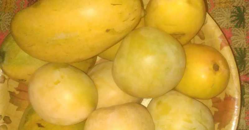 The Aam Fruit ... Never 