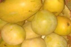 The Aam fruit ... Never \