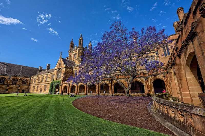 The Absolute Beauty Of Sydney’s Jacaranda Trees - Backpackways.com