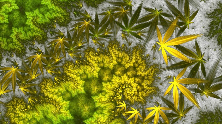 The Affects Of Marijuana On Mind, Body And Soul