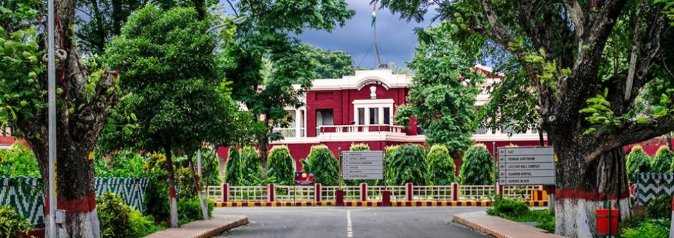 The Amazing Days Of Roosters