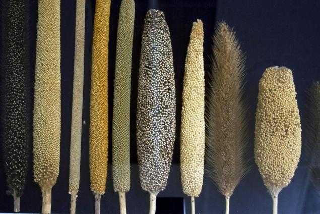 The Awesome Page Of Millet Recipes Links!