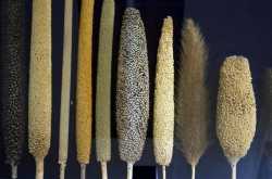 The Awesome Page Of Millet Recipes Links!