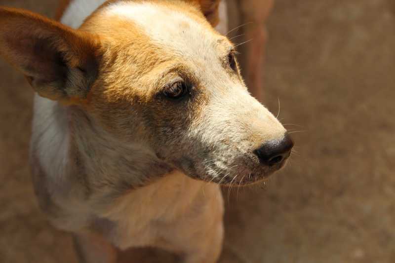 The Balloon Superheroes