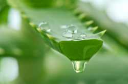 The Benefits of Aloe Vera Juice for Weight loss