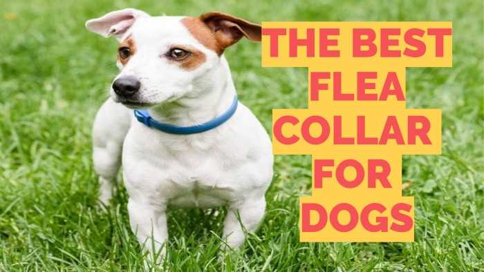 The Best Flea Collar For Dogs - Top Choices & Guide (2020) | MrsDoggie