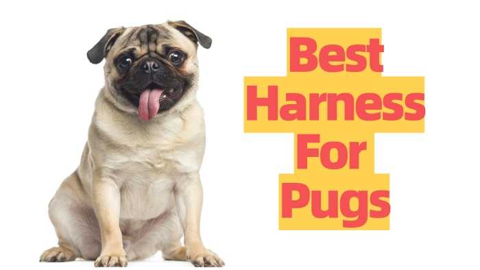 The Best Harness For Pugs - REVIEW & GUIDE (2020) | MrsDoggie