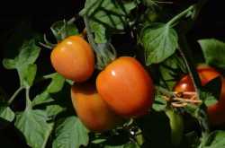 The Best Vegetables To Grow