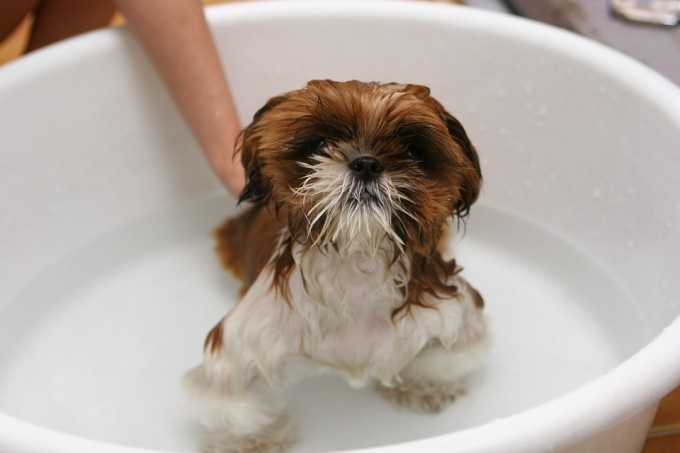 The Best And Healthiest Medicated Dog Shampoos You Have To Try Out For Your Dog