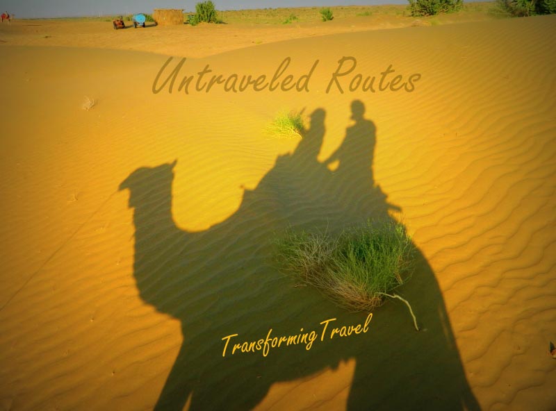 The Camels Of Thar, Rajasthan