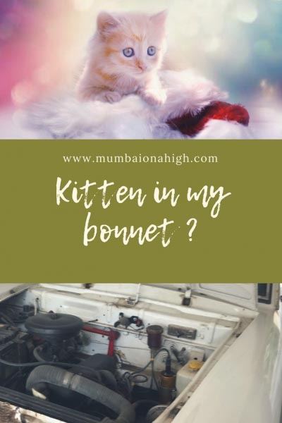 The Case Of The Cat In The Bonnet #MondayMusings | Mumbai On A High