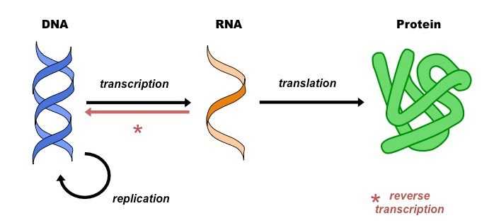 The Central Dogma Of Biology: Definition & Theory - BioThix.com