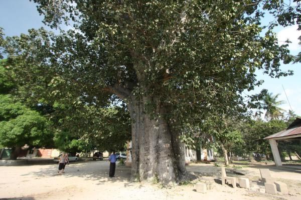 The Chain In The Tree