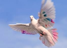 The Chirping Birds…