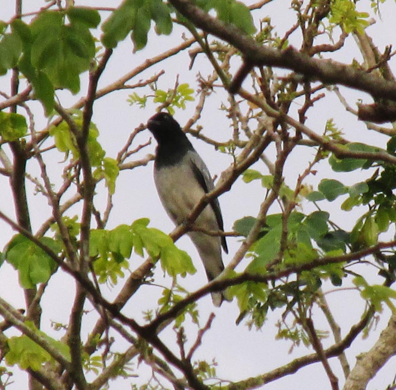 The Chirps Of Coimbatore