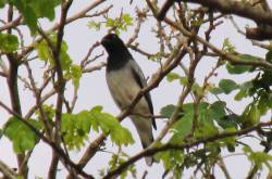 The Chirps of Coimbatore