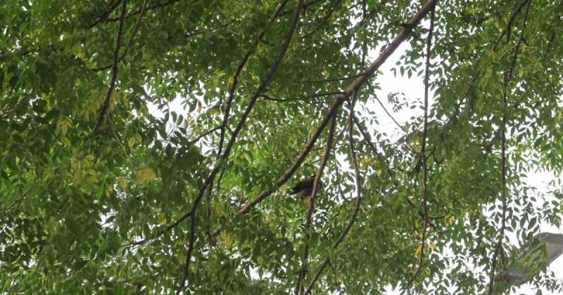 The Coppersmith Barbet, Crimson-breasted Barbet!