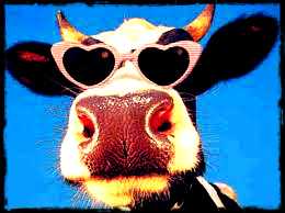 The Curious Incident Of Cow In The Night Time…