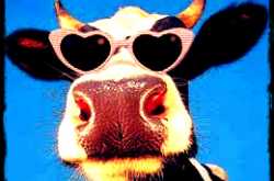 The Curious Incident of Cow in the Night Time…