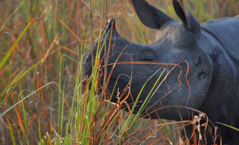The Dense Chilapata Forest