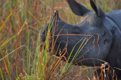 The Dense Chilapata forest