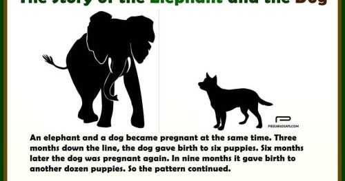 The Dog And The Elephant