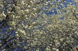 The Earth Laughs In Flowers