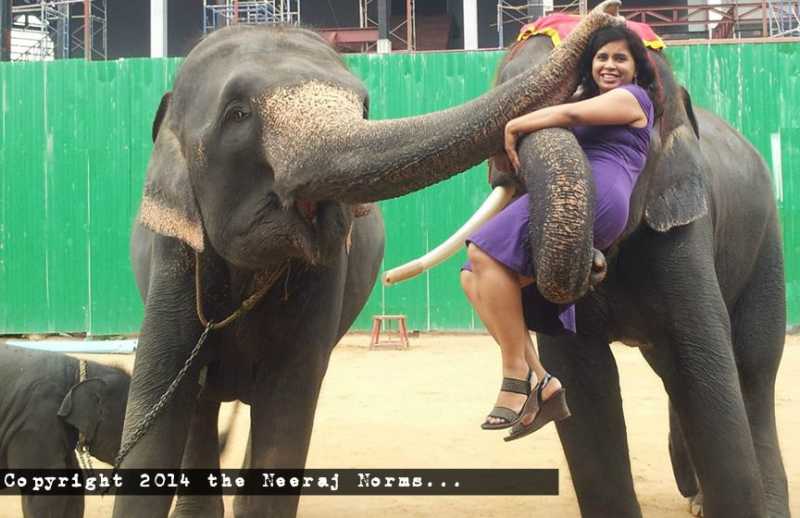 The Everlasting Impression Of The Elephant Show In Pattaya, Thailand