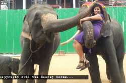 The Everlasting Impression of the Elephant Show in Pattaya, Thailand