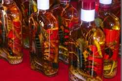 The Fascinating Case of Bottled Critters in Laos-Snake Wine