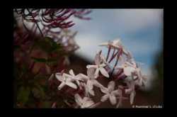 The First Day of Spring