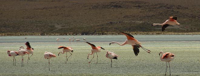 The Flamboyance Of Flamingos