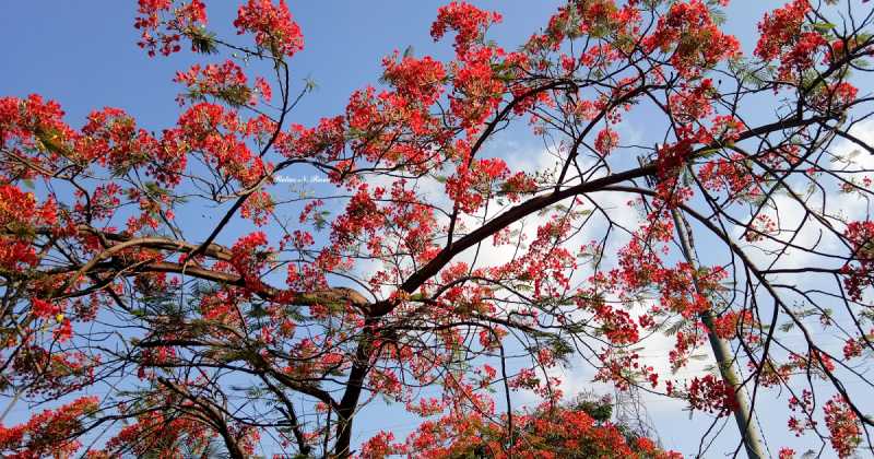 The Flame Of The Forest