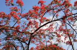 The Flame of the Forest