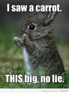 The Funny Bunny Quotes