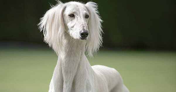 The Gabriel Hounds - Mary Stewart