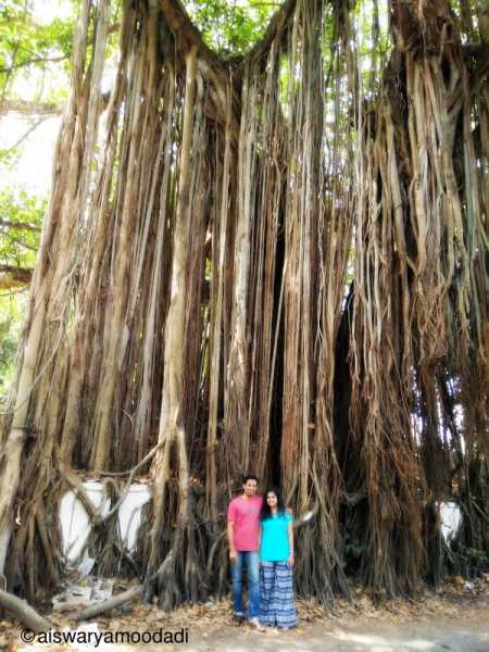 The Great Banyan Story