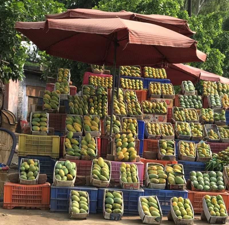 The Great Indian Mango Trail
