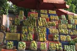 The Great Indian Mango trail