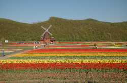 The Great Storied History of Tulips