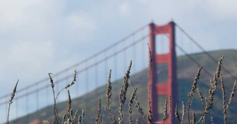 The Green And The See It All - A Guide To San Francisco 