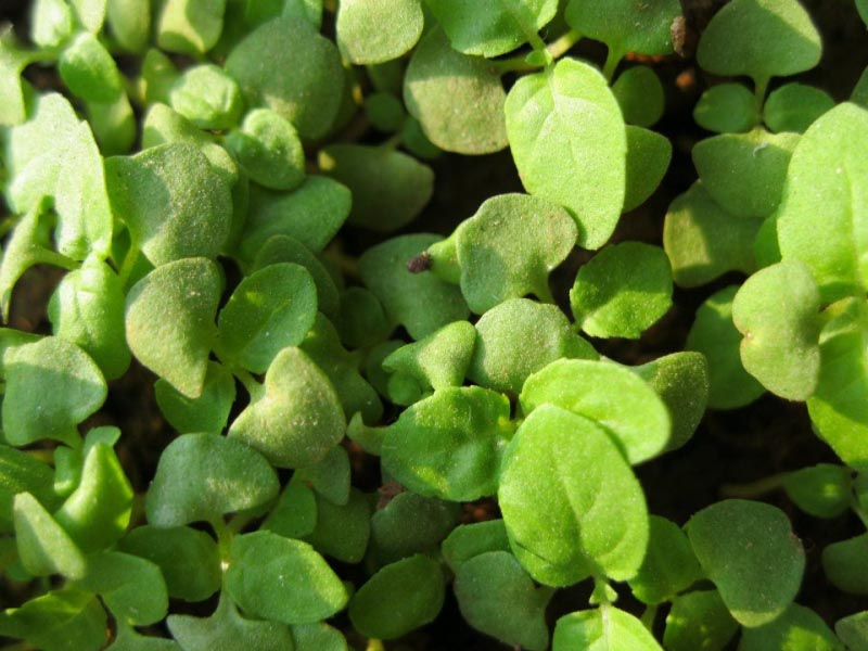 The Growing Tulsi (Holy Basil)