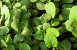 The Growing Tulsi (Holy Basil)