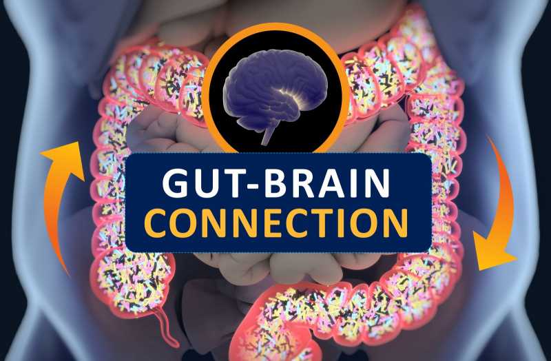 The Gut-Brain Connection And Its Relation To Anxiety, Fear And Happiness