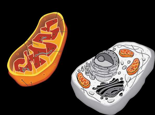 The Heart Still Goes On... While Muscles Tire