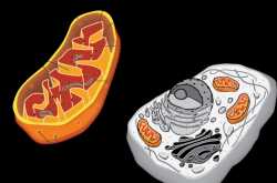 The Heart Still Goes On... While Muscles Tire