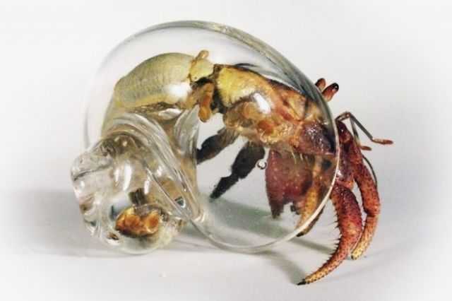 The Hermit Crab And A Cancer Heart... - The Style Symphony