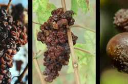 The House That Jack Built (2018)